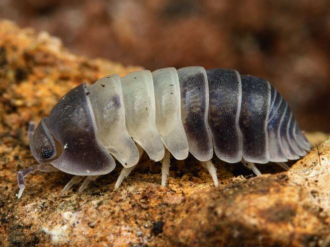 モンテネグロダンゴムシ 12匹 ワラジムシ 昆虫 奇蟲 カラフルで綺麗です 痛かろ