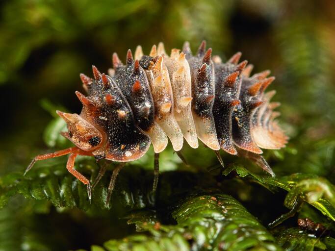 これがダンゴムシ？トゲトゲのおどろき3選｜おどろきダンゴムシ図鑑｜奥山風太郎 - 幻冬舎plus