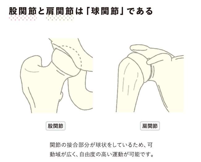 肩関節と股関節の図解イラスト