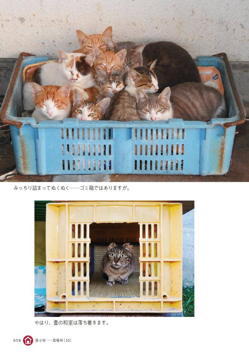 9匹の猫がみっちり詰まって、ぬくぬくの籠―猫小屋を覗いてみると｜路上ネコ、22の居場所で222匹｜佐々木まこと - 幻冬舎plus