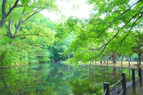 北海道札幌市の円山公園の画像。