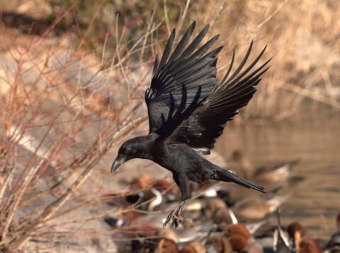 羽根を広げたハシブトカラス