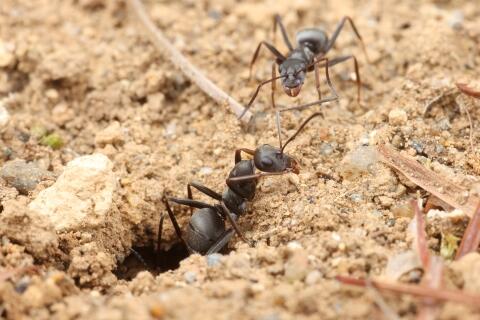 地面の巣穴から出てくるクロヤマアリ