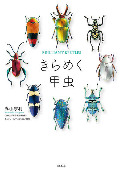 サバンナで、えりまきを着けたようなコガネムシ発見！｜とんでもない甲虫｜丸山宗利 - 幻冬舎plus